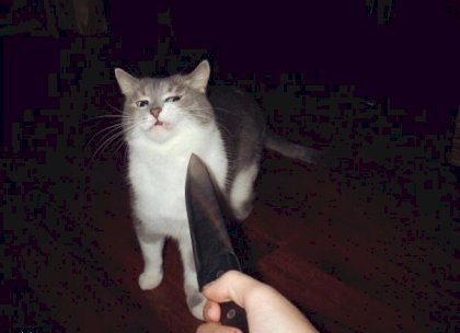 cat knife threat.jpg
