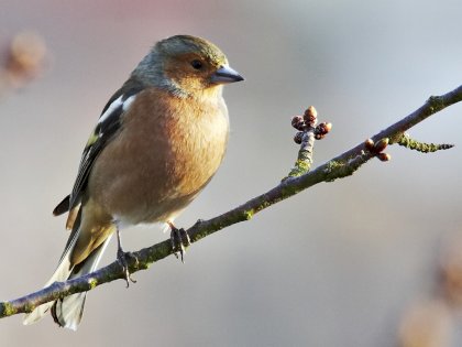 Fringilla_coelebs_male1.jpg