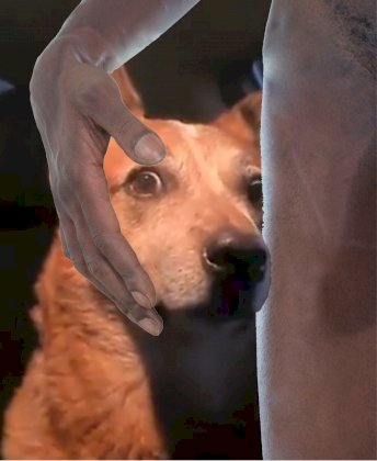 dog.jpg
