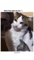 aqepYNP_460svvp9.webm