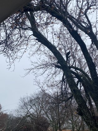 IMG_2905.jpeg