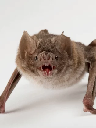 yikes-vampirebat_3x4.webp