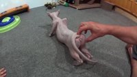 Acupressure for a cat in heat. How to deal with your cat in heat..mp4
