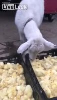 kükenmampfer.webm