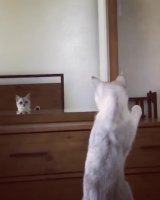 Curious Cat Discovers She Has Ears While Striking Pose in Mirror.mp4