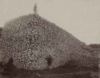 Bison_skull_pile_edit.jpg