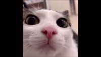 plink original.webm