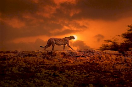 cheetah.jpg