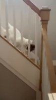 ajVMMEG_460svvp9.webm