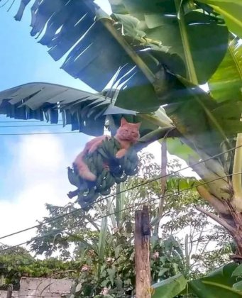 banankot.JPG