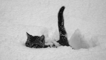 snow.jpg