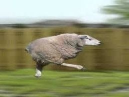 lammas kiire.jpg