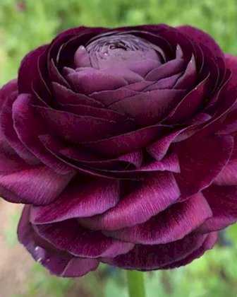 ranunculus-elegance-viola-3_1024x1024_696c76d1-4d88-4ed1-9886-687dc6eeafed_x544_crop_center@2x.jpg