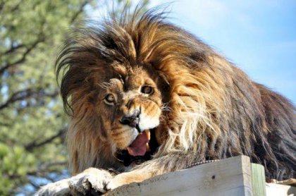 mongolion.webp
