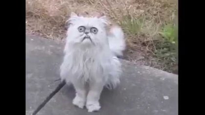 please-can-someone-mod-wilfred-the-cat-into-the-game-v0-uz7odwm9u7d91.jpg