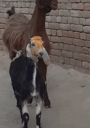 1631104227690.gif