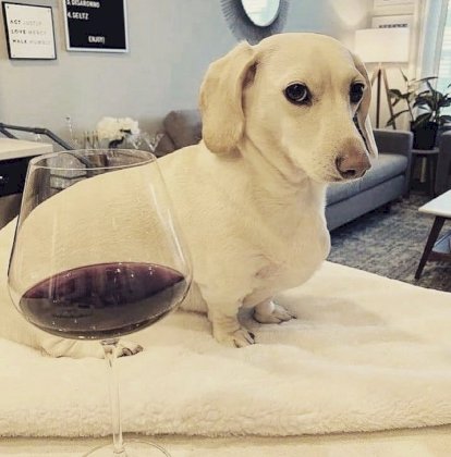 fat dog with wine.jpg
