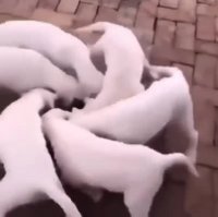 Schwarze-Sonne.webm