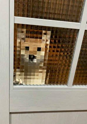 doge4.jpg