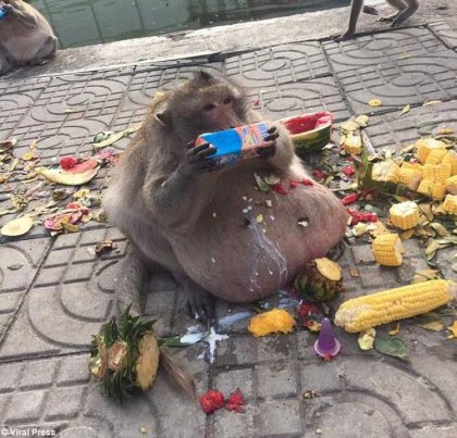 macaco.jpg