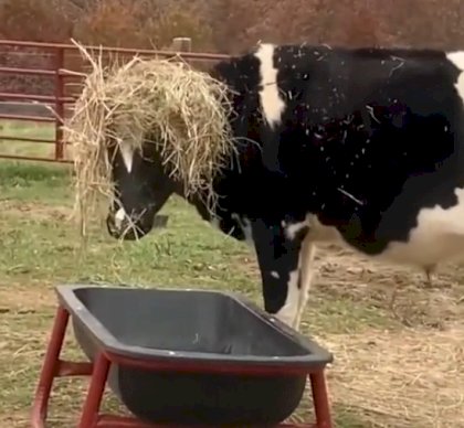 hair cow.jpg