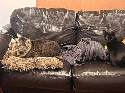 cat-parents-of-reddit-what-couch-should-i-purchase-v0-7zakyyyn3d2c1.jpg