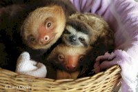 basket_of_baby_sloths.jpg