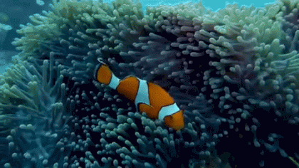 153711FE-9A70-401F-8DDD-9DF7614F6398.gif