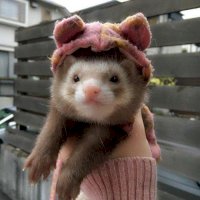 ferret.jpg