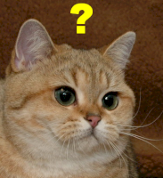 question_cat.png