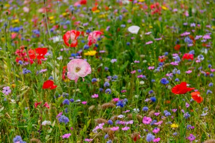 wildflower-meadow-50-scaled[1].jpg