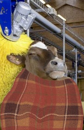a bovine way more comfortable than you ever will be.jpg