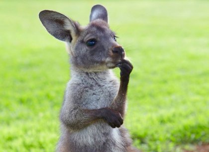 question_mrk_kangaroo.jpg