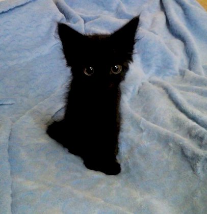 baby kitty.jpg