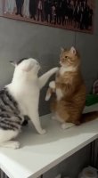 kotfight.mp4