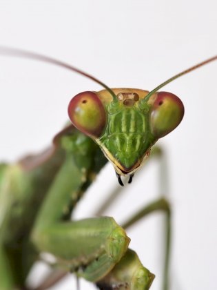 praying-mantis-eyes_3x4.jpg