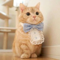 cute_kot_tie.jpg