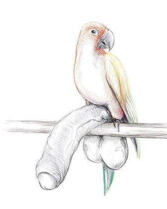 Vogel mit Penis und Hoden.jpg