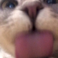 kot lick.png