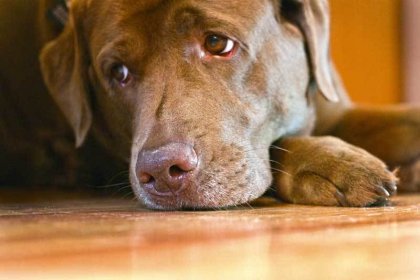 sad-dog.jpg