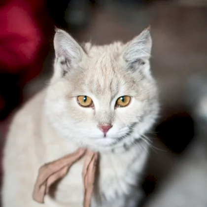 domestic-cat_thumb_square.webp