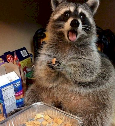 coon2.jpg