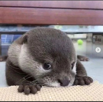 otter1.PNG