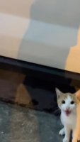 aA05ByR_460svav1.mp4