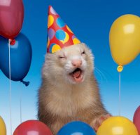 party ferret.jpg