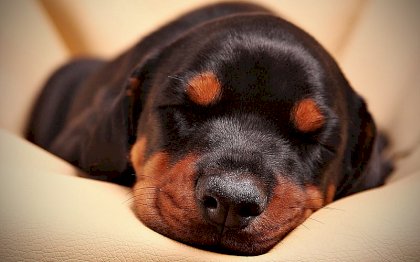 doberman-puppy.jpg