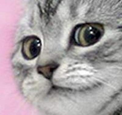 shocked_kot.jpg