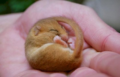 dormouse.jpg