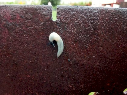slug.jpg