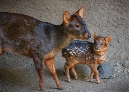 Pudu-Baby-with-Mom-JEP_7907-2048x1463.jpg